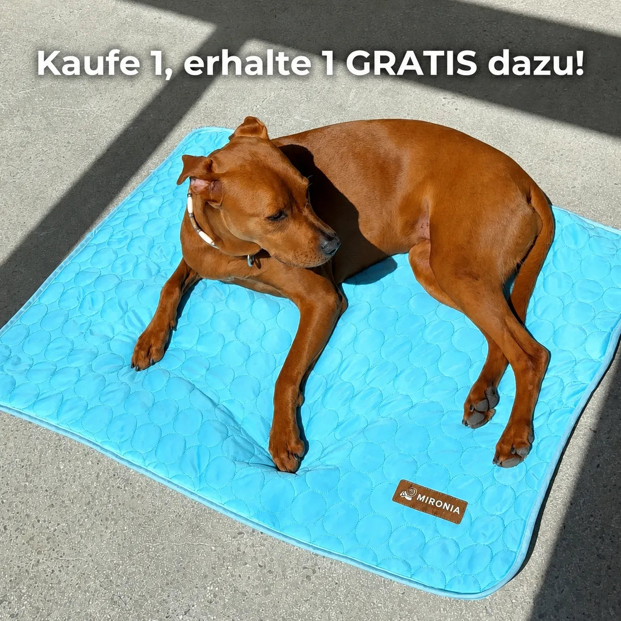 IceSilk™  Kühlmatte für Hunde
